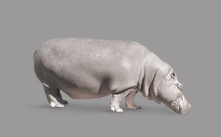 African Hippo on an isolated grey background.の写真素材