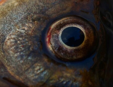 Eye lake fish,staring at nowhere.の写真素材