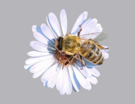 he bee eats flower nectar on a gray background.