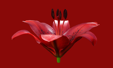 Flower of a red lily on a red background.の写真素材