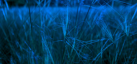 The grass in the early morning,the background image.の写真素材