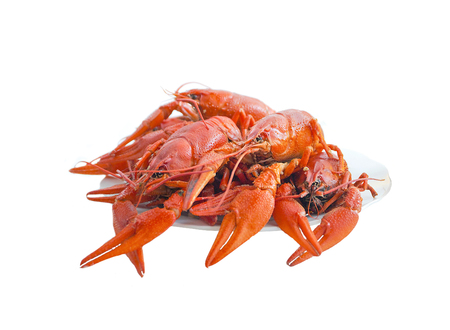 Boiled crawfish in a plate on an isolated background.の写真素材