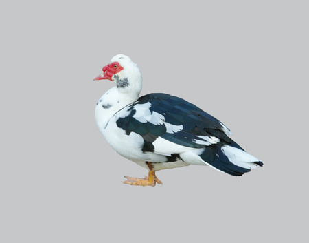 Duck, drake on an isolated gray background.の写真素材