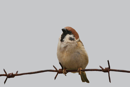 Bird Sparrow sitting on a metal wire on an isolated background.の写真素材