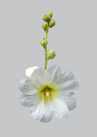 White mallow flower on isolated grey background.の写真素材
