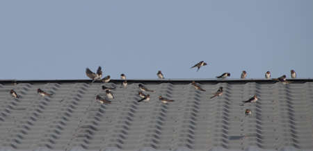 Swallow birds sit on the roof and bask in the sun.の写真素材
