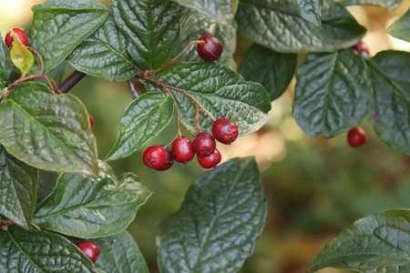 The red fruits of the bladder cotoneaster bush.