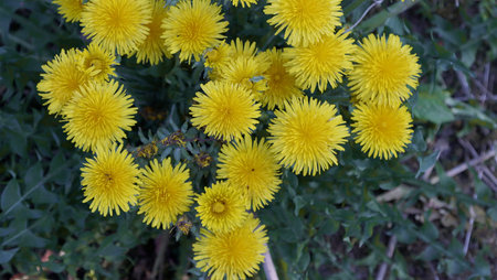 Yellow dandelion flowers blooming in the forest in May.