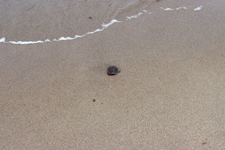 Stone on the sea sand at low tide.