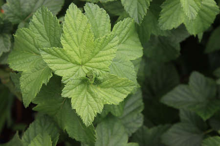 Green, young leaves on the branches of a currant bush.の写真素材