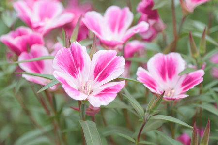 The blooming of the flowers of the clarkia plant is beautiful.の写真素材
