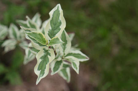 Tree, male dogwood, branch with white and green leaves.の写真素材