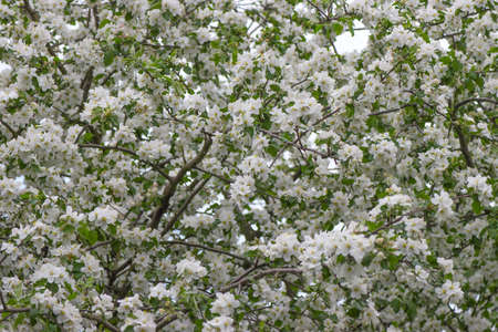The apple tree bloomed in spring in Mayの写真素材