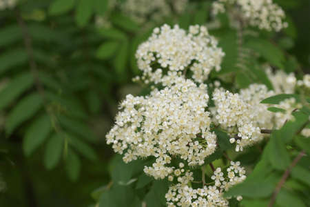 Blooming rowan tree in the city park.の写真素材