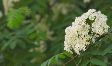 Blooming rowan tree in the city park.の写真素材
