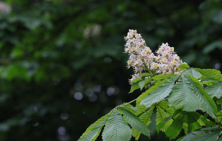 Flowering chestnut tree in spring with white inflorescences.の写真素材
