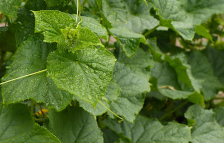 Growth of a cucumber plant in a vegetable garden.の写真素材
