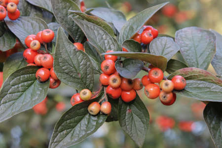 The fruits of the cotoneaster are on the branches of the bush.の写真素材