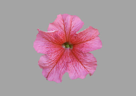 Pink petunia plant flower on isolated gray background.の写真素材