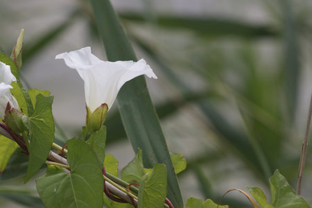 White flower of a loach with green leaves