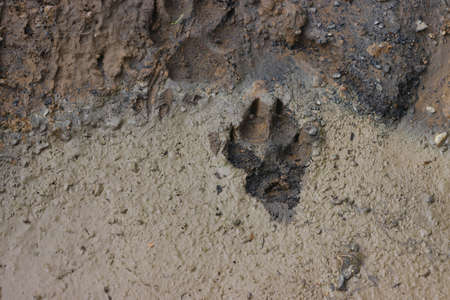 The trail from the animal wolf on the ground.の写真素材