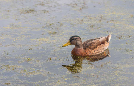 A female duck bird floating in the water.の写真素材