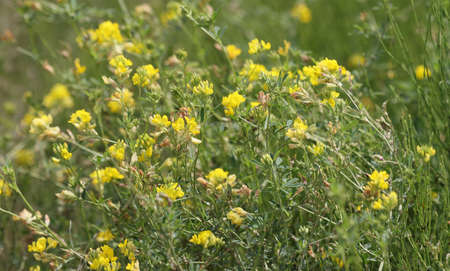 Wild meadow full of yellow medick or burclover. Close up view, tranquil, calm.の写真素材