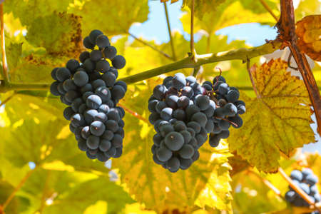 Ripe black wine grapes on the branches of the plant.の写真素材