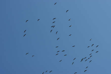 Crane birds flying in the cloudless sky.の写真素材