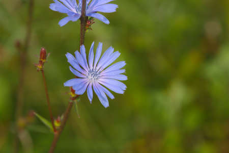 Blooming chicory plant in a field with blue flowers.の写真素材