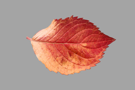 Autumn leaf of hydrangea plant on isolated gray background.