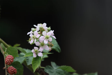 Forest blackberry flowers with berries on a dark background.
