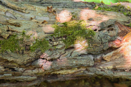 Texture of the surface of an old tree fallen in the forest.の写真素材