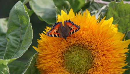 Insect butterfly feeding on nectar on a sunflower flower.の写真素材