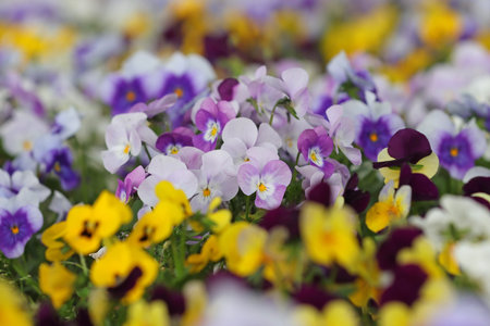 Blooming violets in a flower spring garden