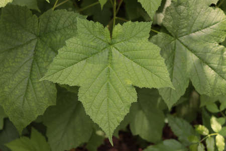 Green currant leaves in the summer garden.の写真素材