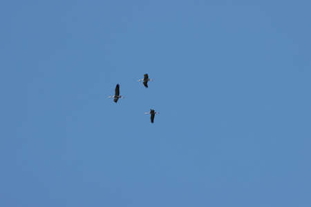 Crane birds flying in the cloudless sky.の写真素材