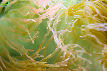 The nemos live in these stinging bladder anemones.