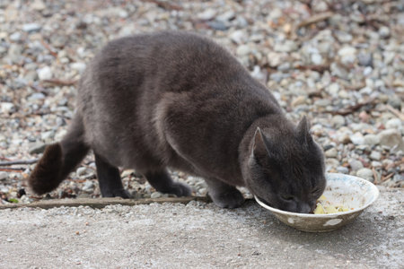 Pedigree cat eats from a bowl on the street.の写真素材