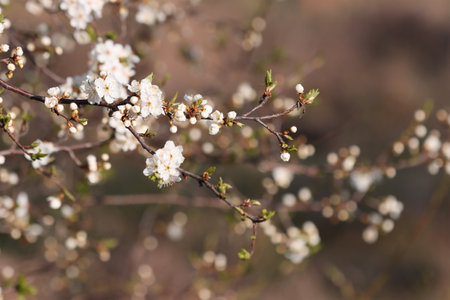 Flowering cherry plum tree in spring in the garden.の写真素材