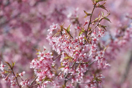 Blooming sakura tree in spring in the garden.の写真素材