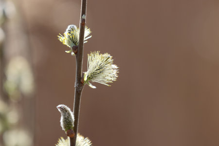 Blooming willow tree in spring on defocused background.の写真素材