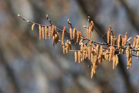Flowering of a hornbeam tree in spring in April.の写真素材