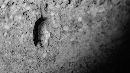 A lone snail on a pebbled wallの写真素材