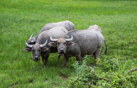 Group of Buffaloes in grass field at countryside looking at the camera image.