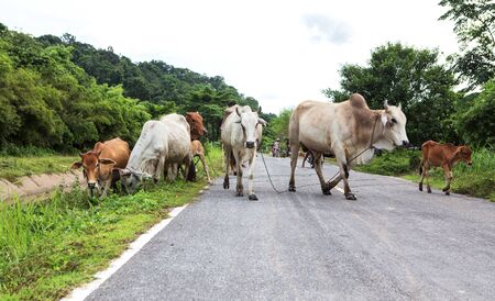 Cows herd are feeding beside the road in the wood contrast imageの写真素材