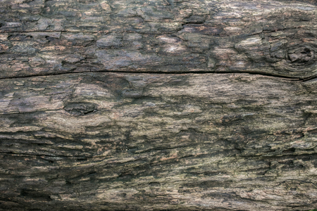 rough wood fungus random close up texture background imageの写真素材