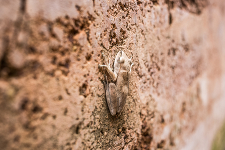 Nude sleeping frog on nude rough wall color. Small wild animal with natural background.の写真素材