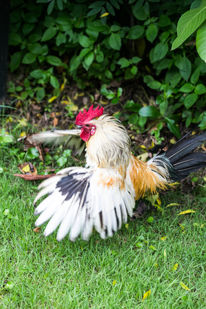 Red head rooster or chicken spreading its wings on green grass field background.の写真素材
