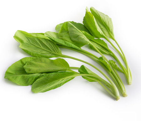 Fresh green mustard greens or caisim vegetable hydroponic and fresh organic isolated white...